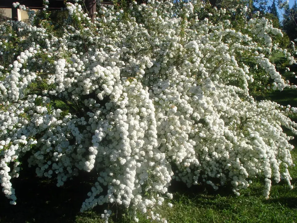 Un arbusto cubierto de flores blancas en el parque.